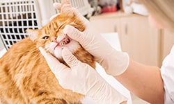 Animal Dental Care