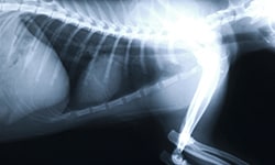 Animal Digital X-Ray